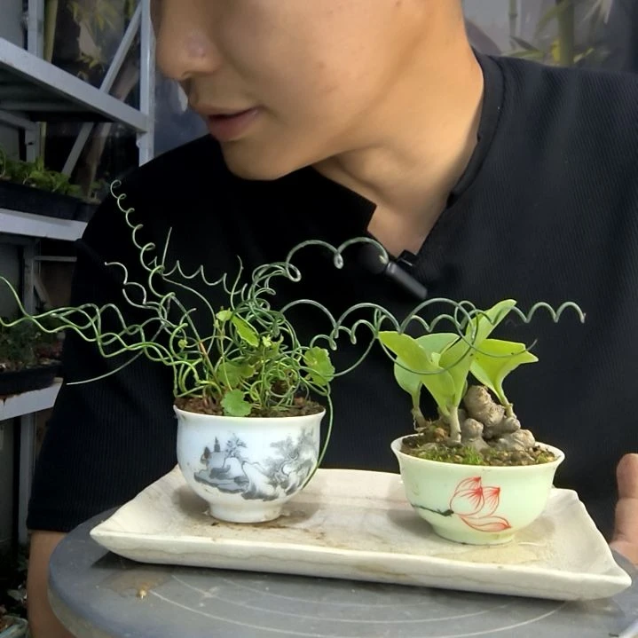 用****9中青园艺一物一拍161