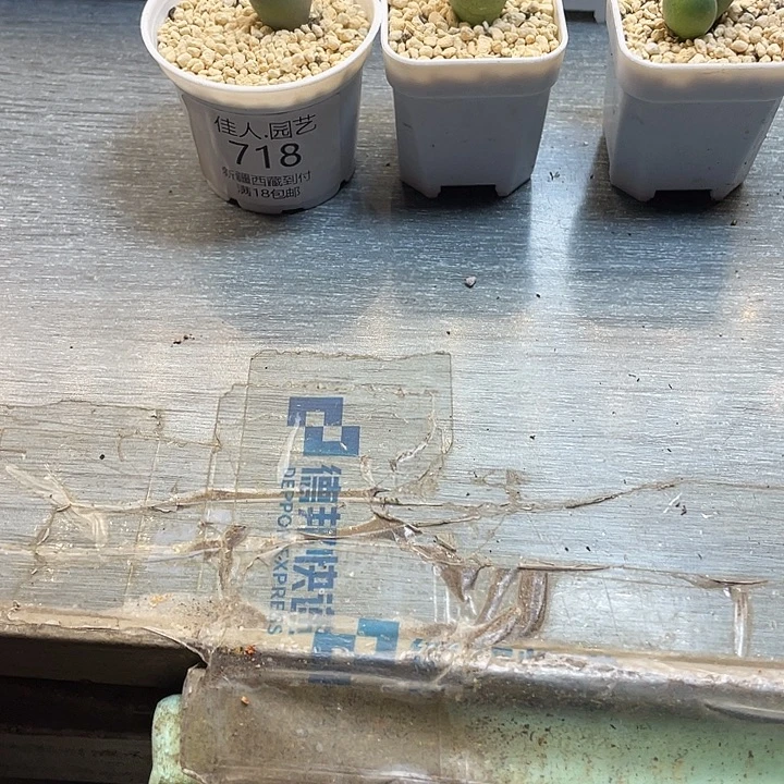 范***三佳人园艺多肉生石花718