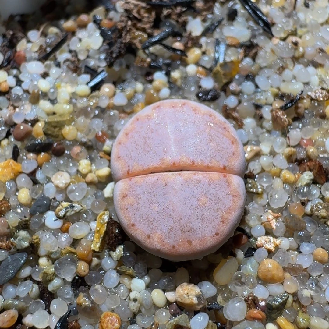 Ssss精品生石花630粉171