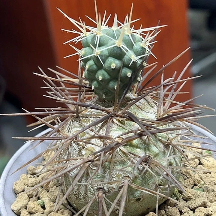 352老家习志野哈哈哈哈哈