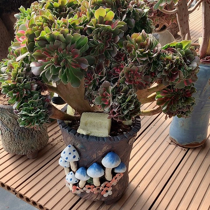 香妃朵朵脱土发货啊