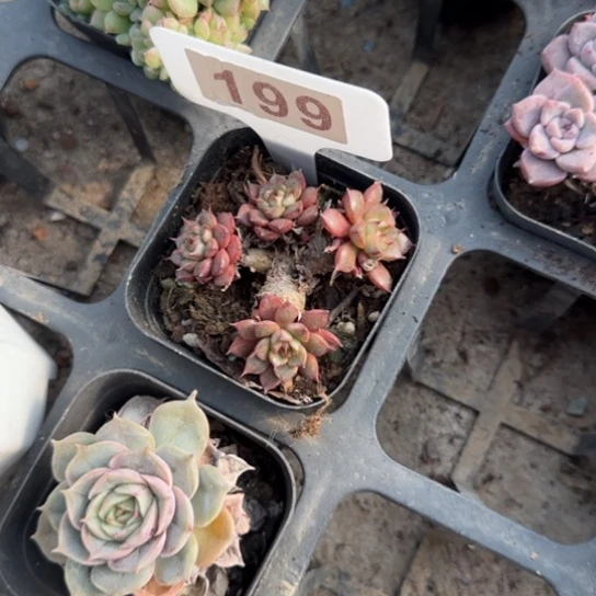 199猫眼多肉植物多