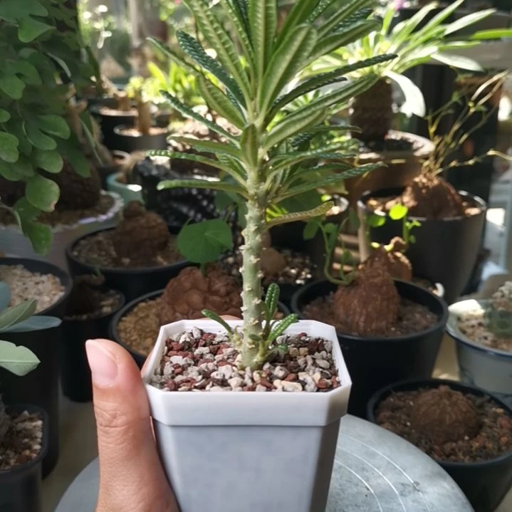 0916特价 泡泡叶巨琉桑