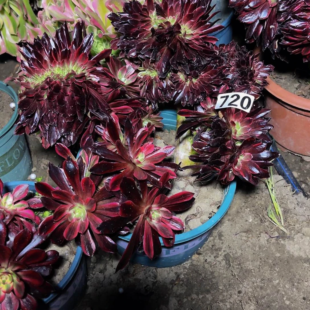 法师法师15-41包邮法师