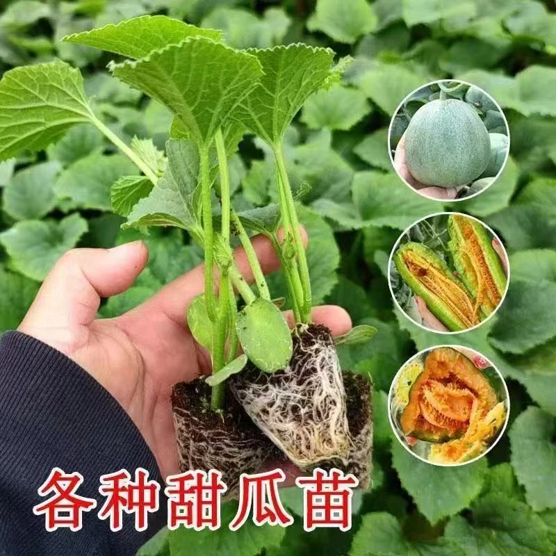 四季甜瓜苗羊角蜜哈密瓜蔬菜秧苗水果苗带土发货阳台庭院种植盆栽