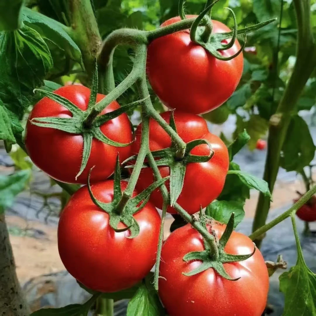 贵州本地西红柿露天种植老品种