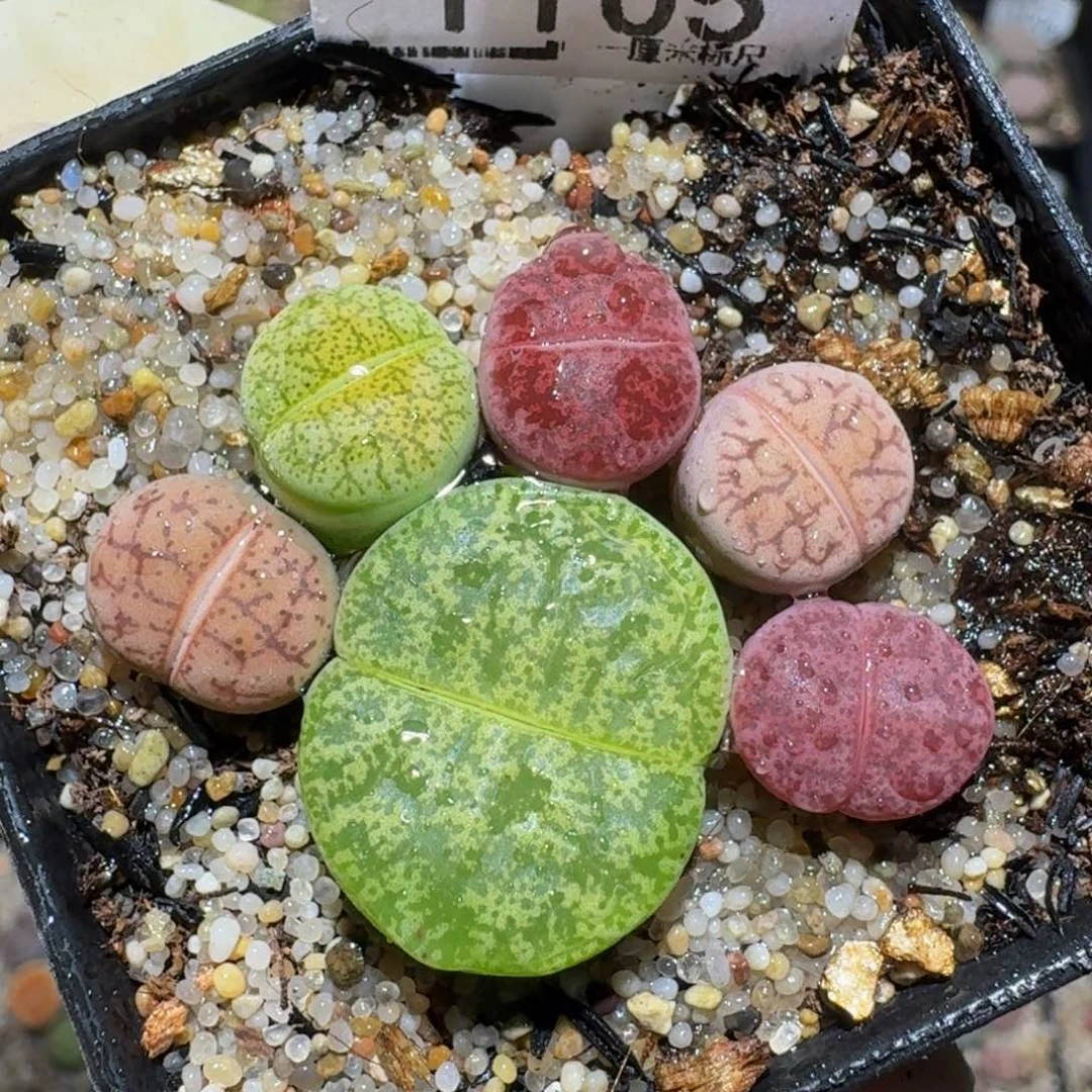 zzzz生石花肉锥1105