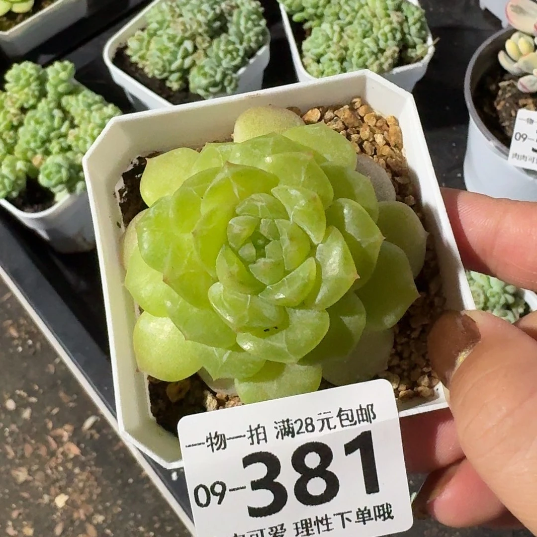 玻璃樽多肉无盆土发货无盆