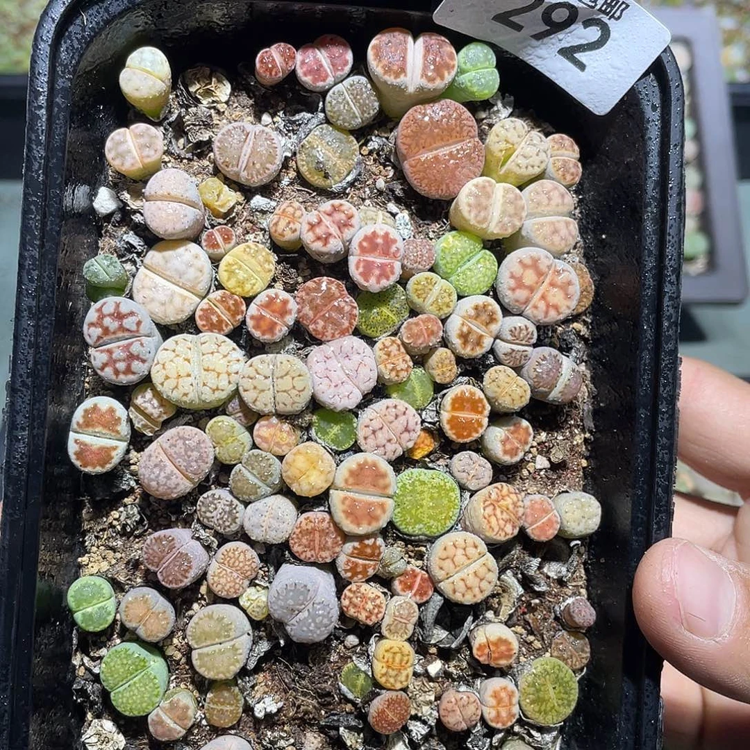 当天凑满十八元包邮292