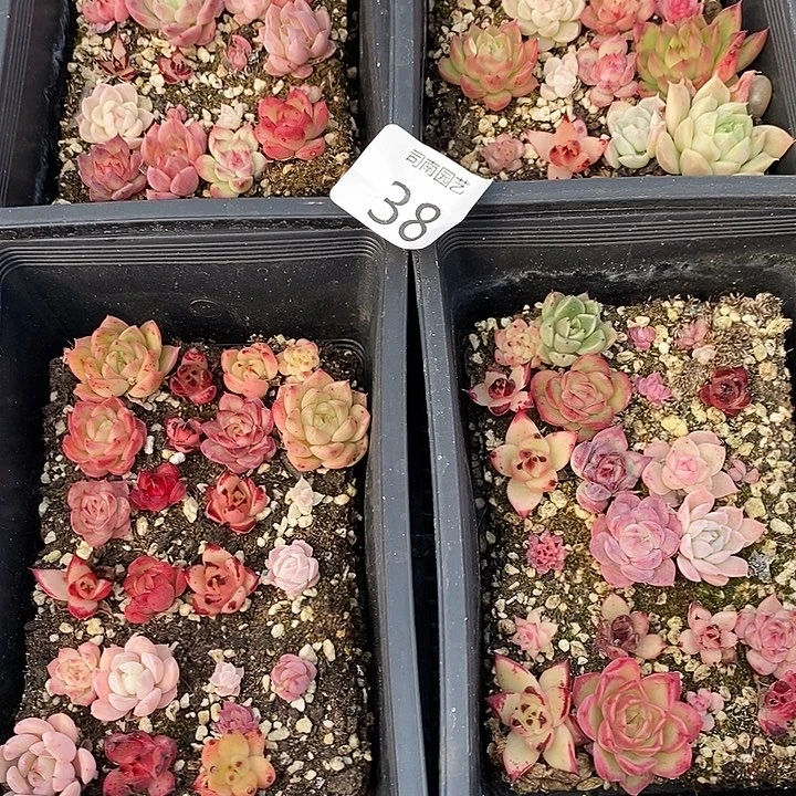 38 多肉植物盆栽花卉