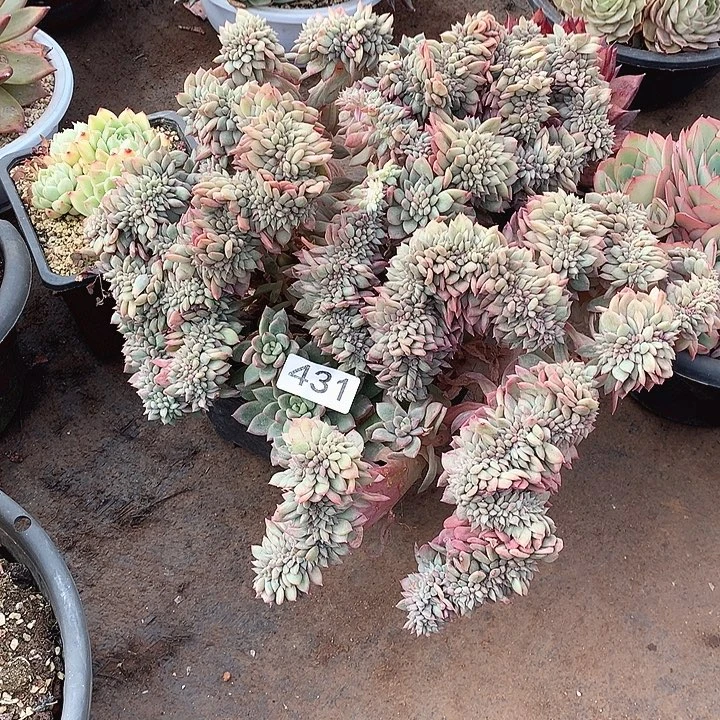 431缀化 一物一拍多肉