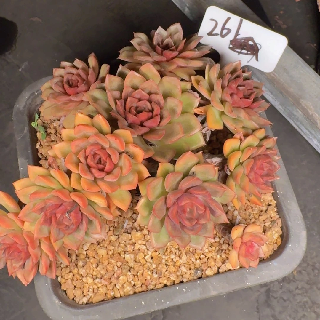 安***鱼多肉植物和植物等植物
