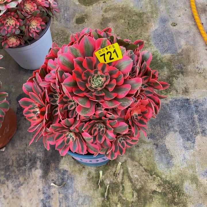 多肉粉红佳人7210000