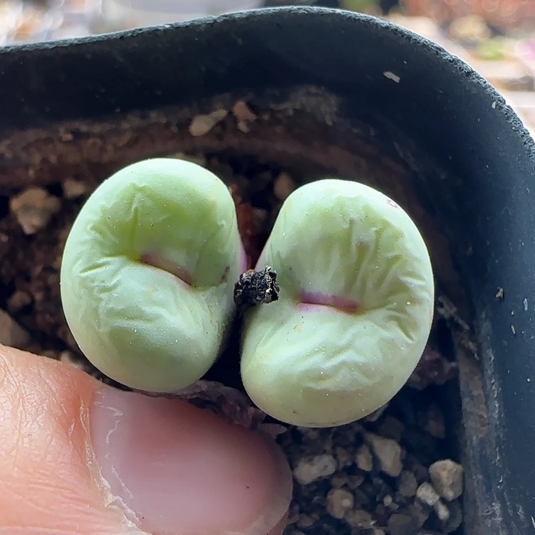 28包邮脱土发货27490