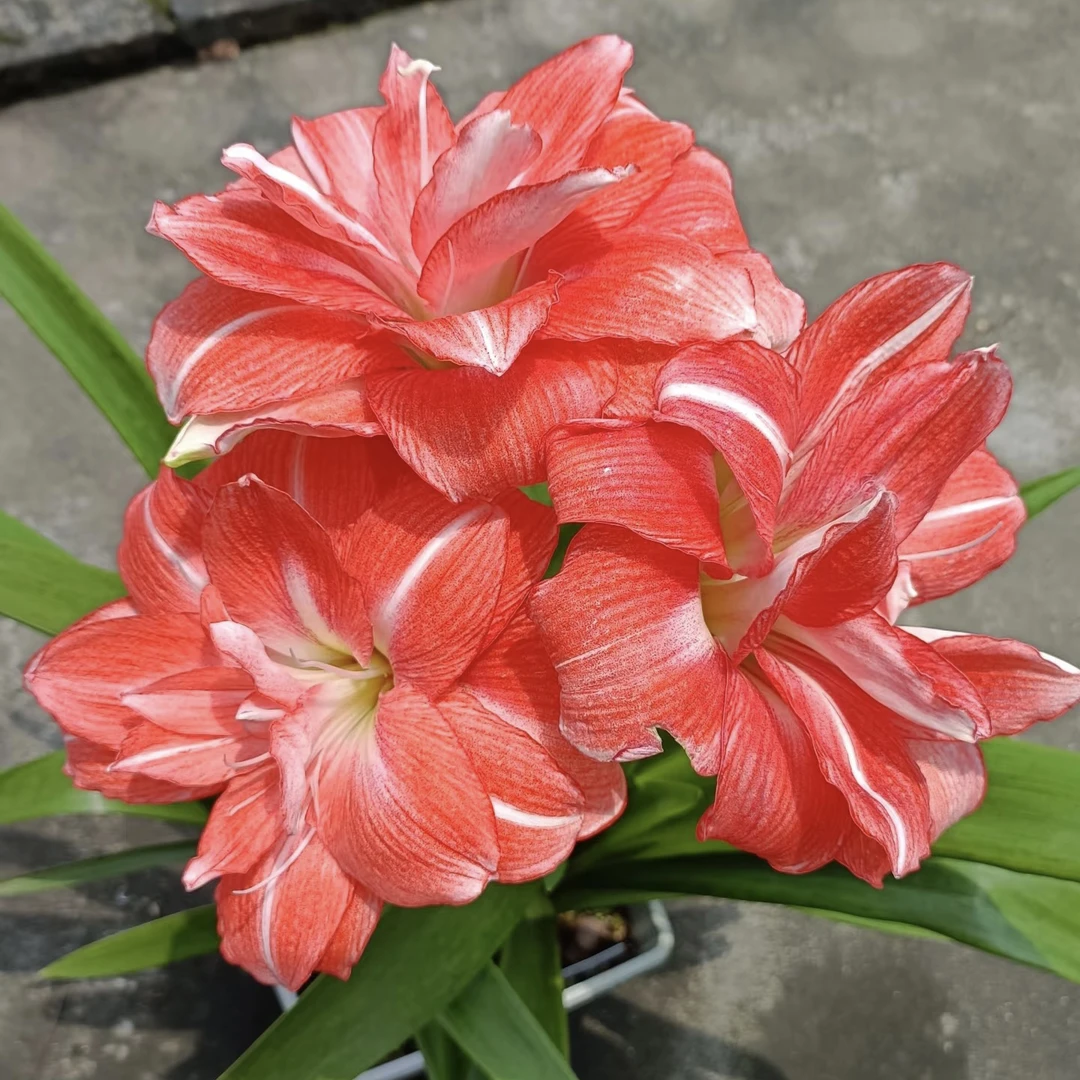 【梦华仙子～自然球重瓣】朱顶红种球  花班长园艺  任意满两个包邮