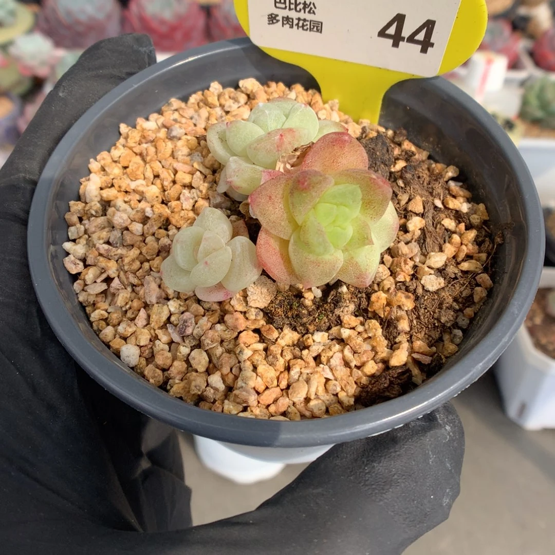 44 冰玉石化多肉多肉