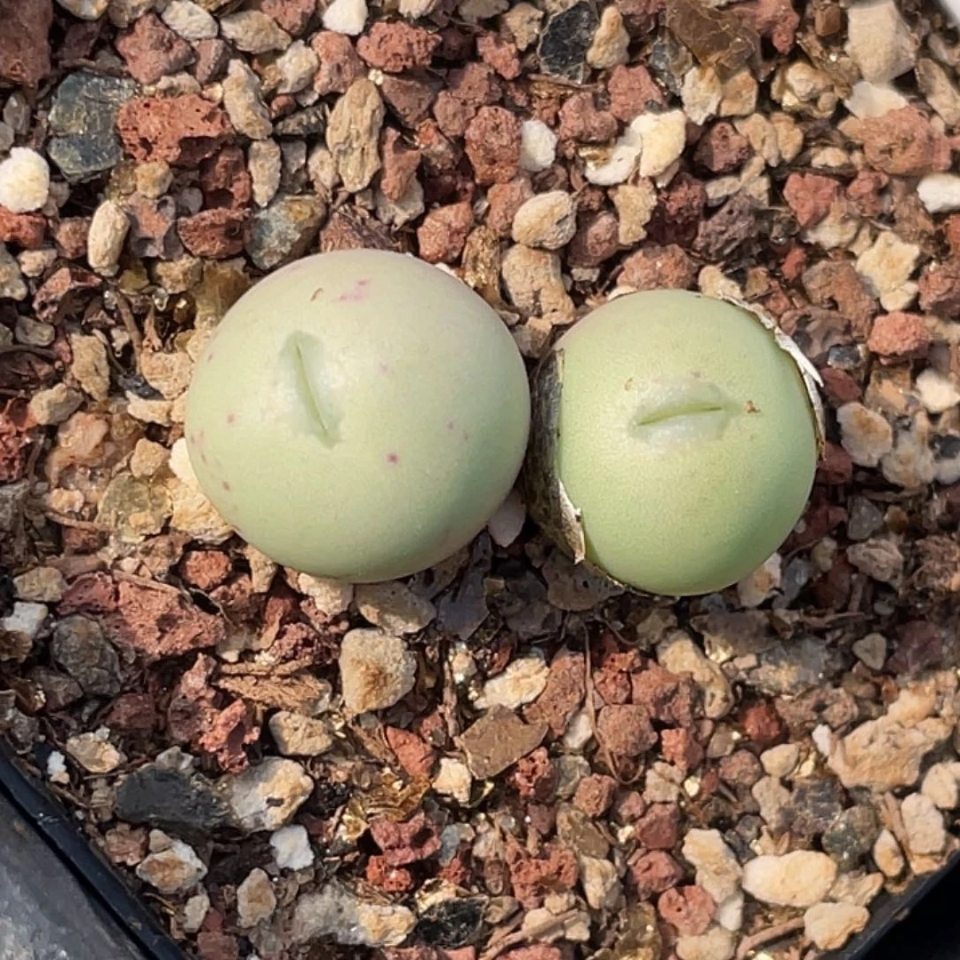 7-27白花大g多肉植物