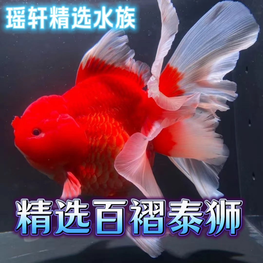 百褶泰狮短尾将军狮元宝泰狮玛丽泰狮观赏鱼冷水鱼耐活好养