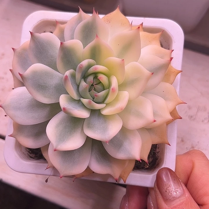 吉娃娃锦多肉植物