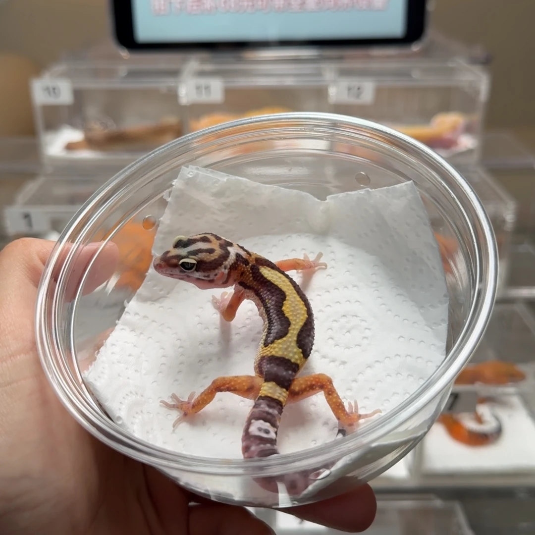 豹纹守宫土匪母温