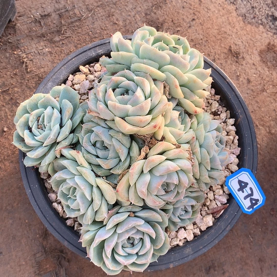 474笨巴一物一拍多肉