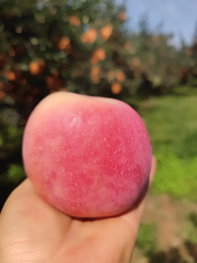 实惠装白水红富士苹果新鲜水果产地直发自然果香脆甜多汁大赛图片