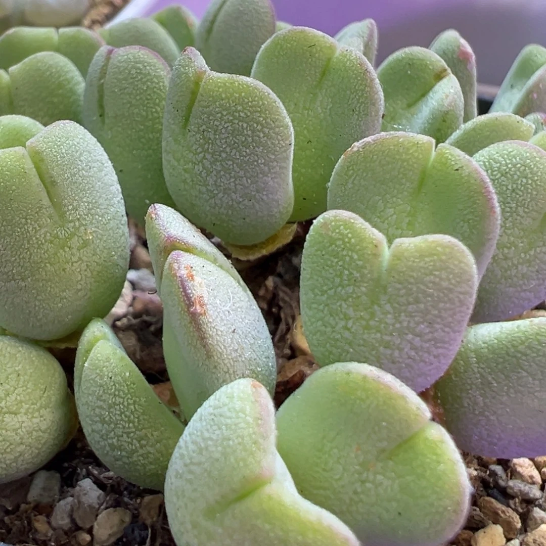 毛感超级强的毛将 肉锥植物