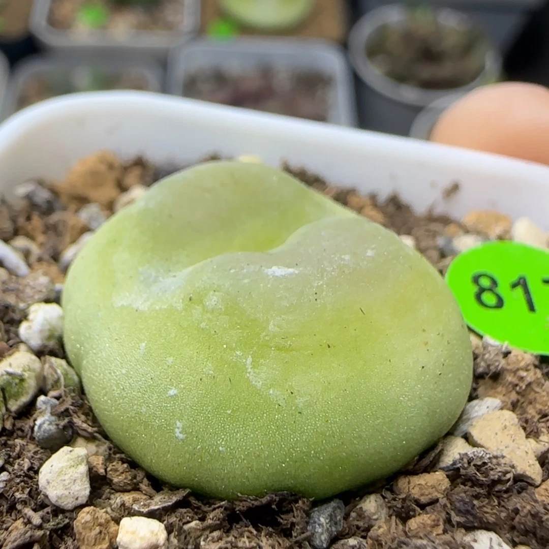 拉登2.4多肉植物817