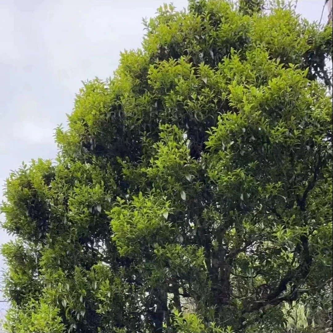 2025年青龙山头春野生古树白茶散茶4.7-【慢慢】