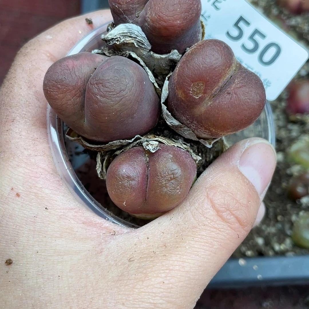 微***猫550000花去啊花花去啊花花花鼓励