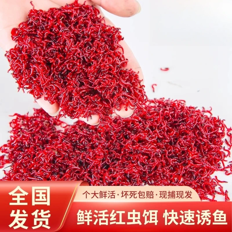 【直播福利】现货速发鲜活红虫公虫活体鱼饵鱼食黑坑公虫野钓饵料