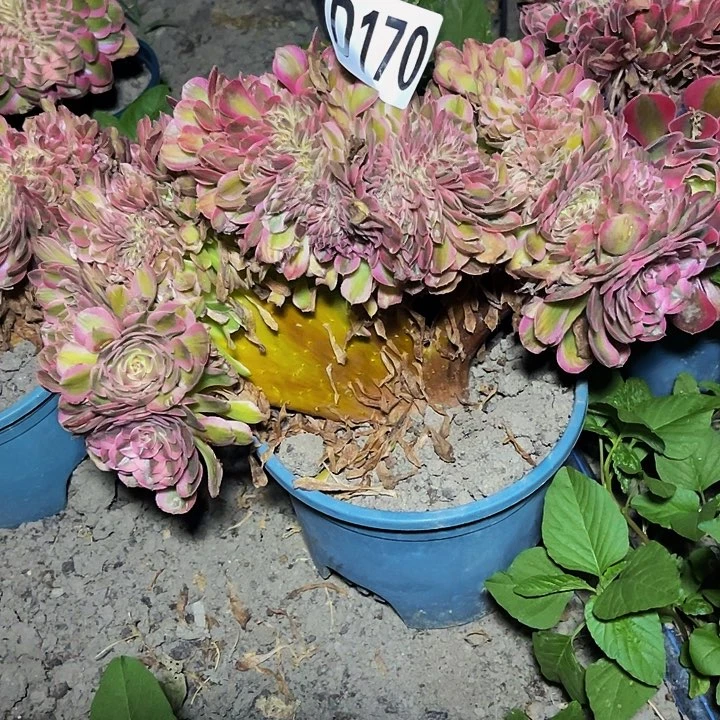 半糖荔枝法师28—39包邮