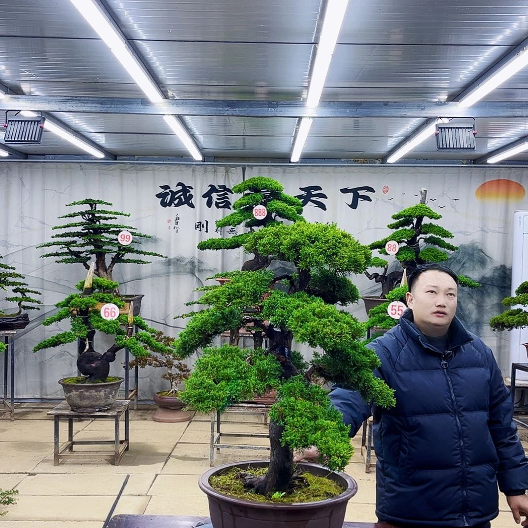 完全开放精品盆景专场直播大放漏