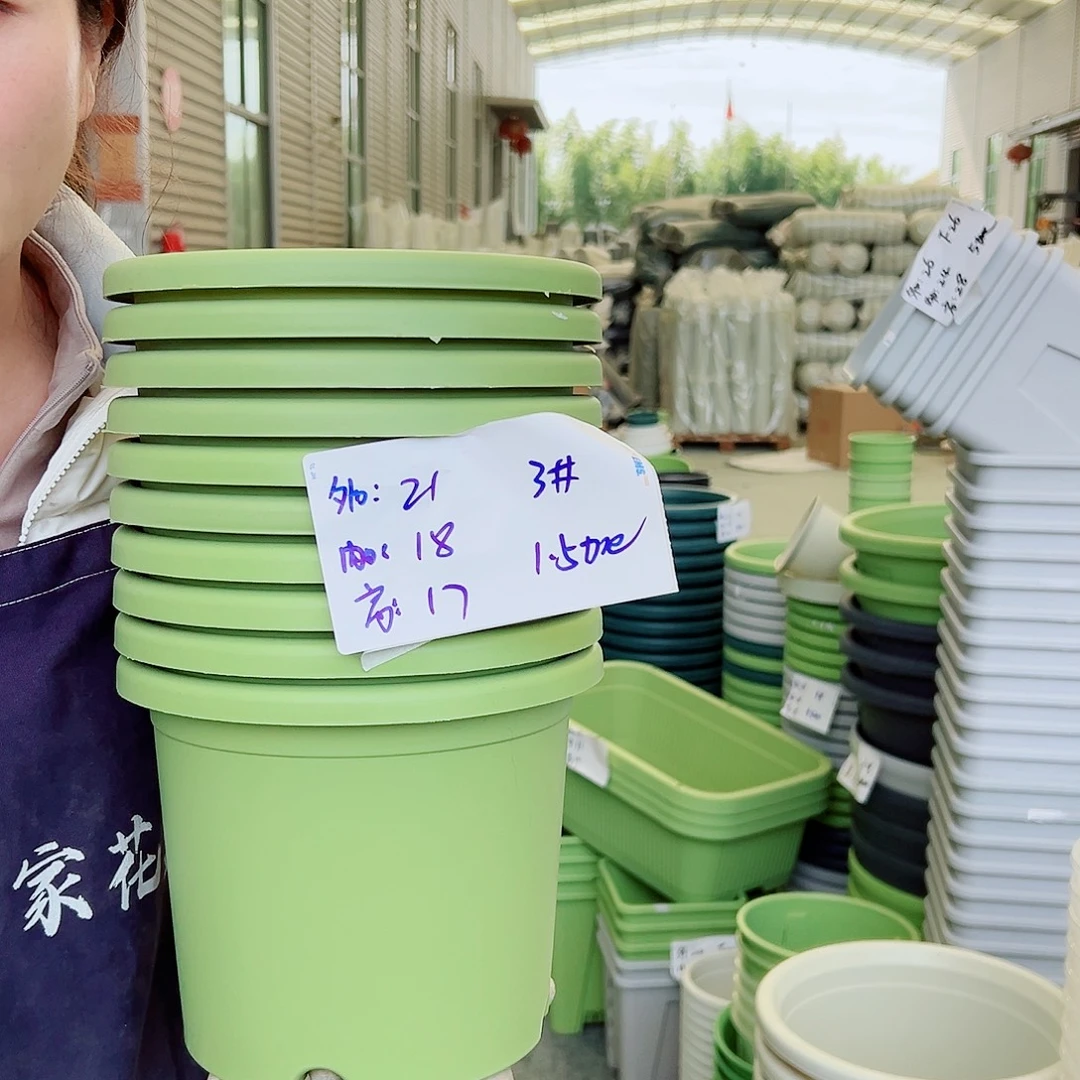 四季盆3#果绿10个无托