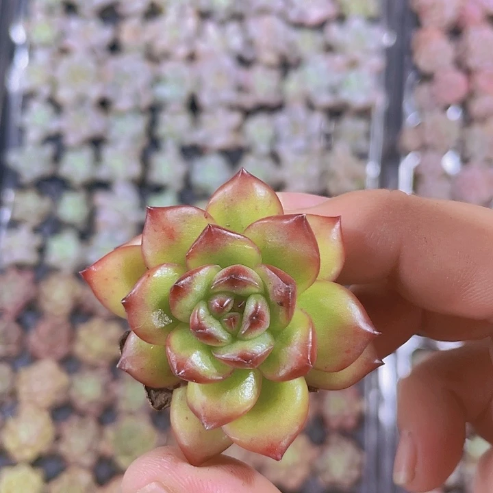 万宝龙精品多肉量拍