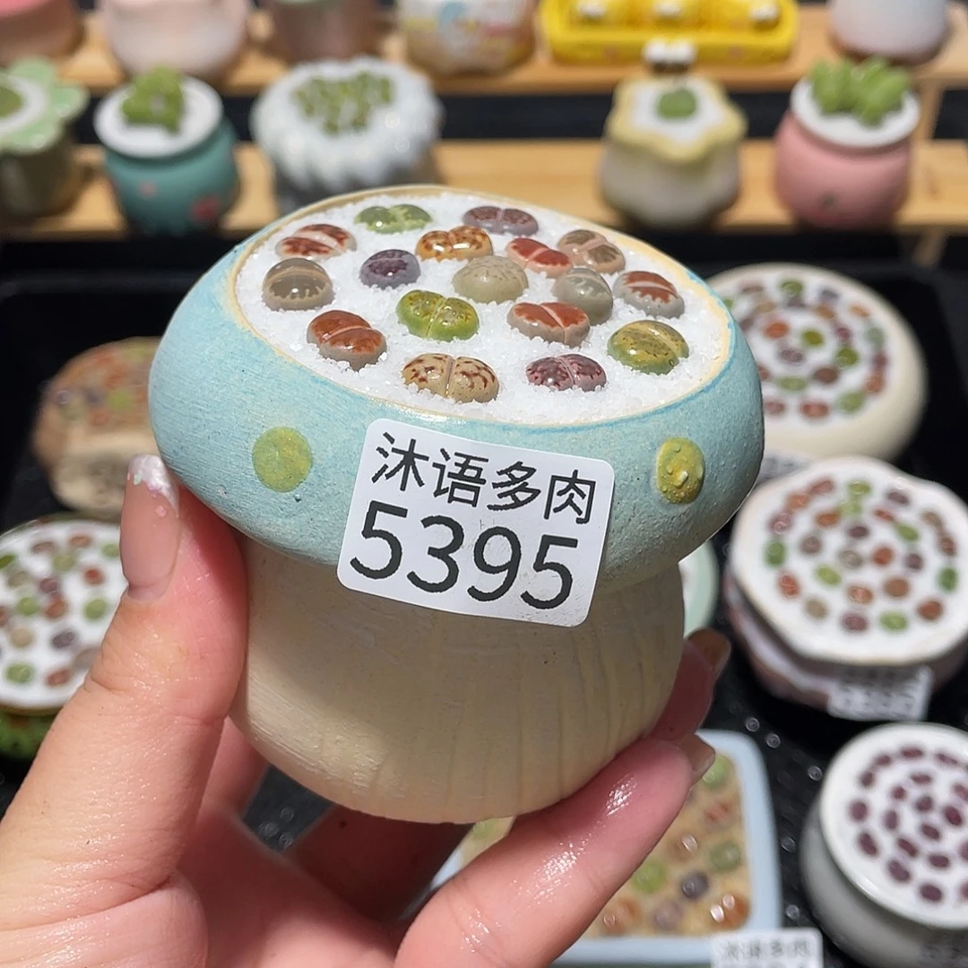 带盆土植物 一物一拍