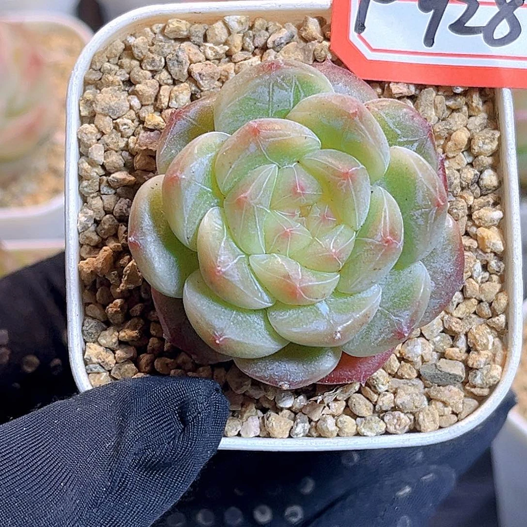 F928一物一拍 尘渺