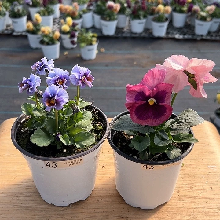 水晶抖音直播闪拍43