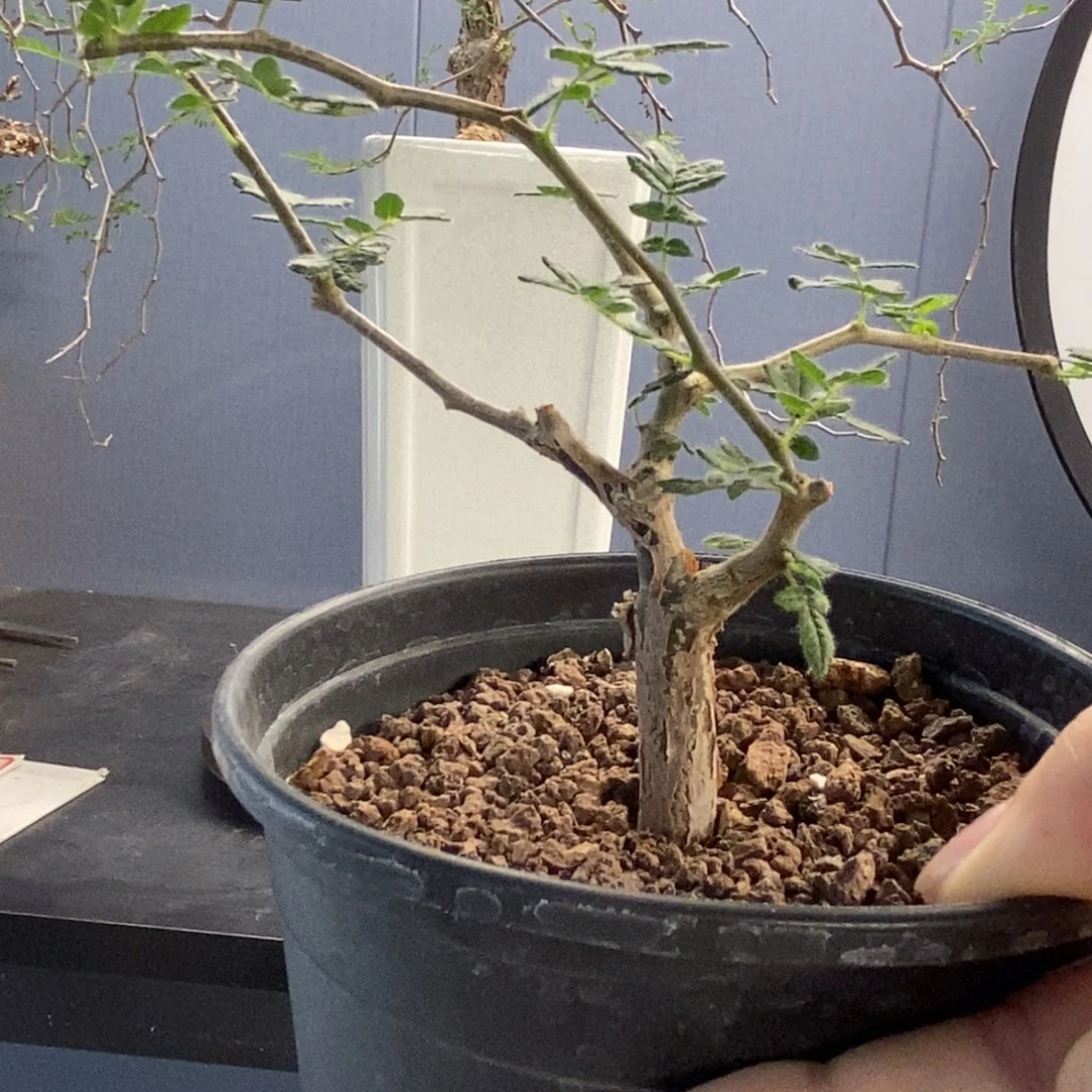 滔天橄榄实生没药