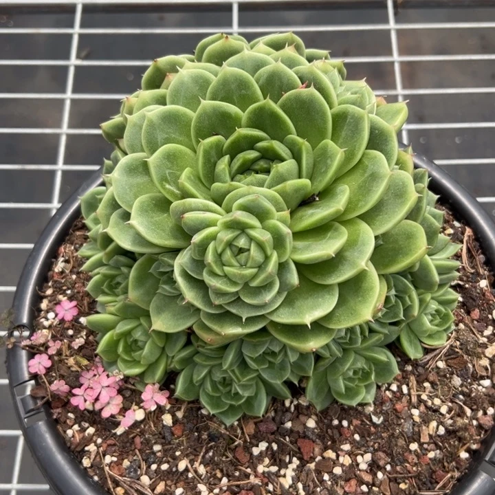 清***馆大大方方发反反复复