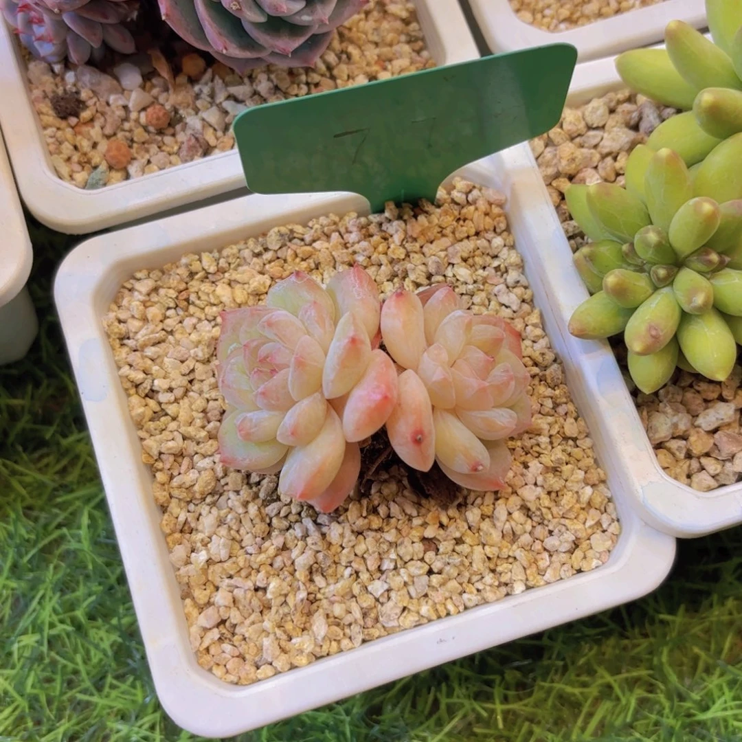 M***I云南金致家精品多肉