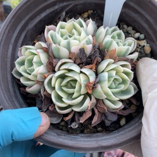 262一一一一一一一一一