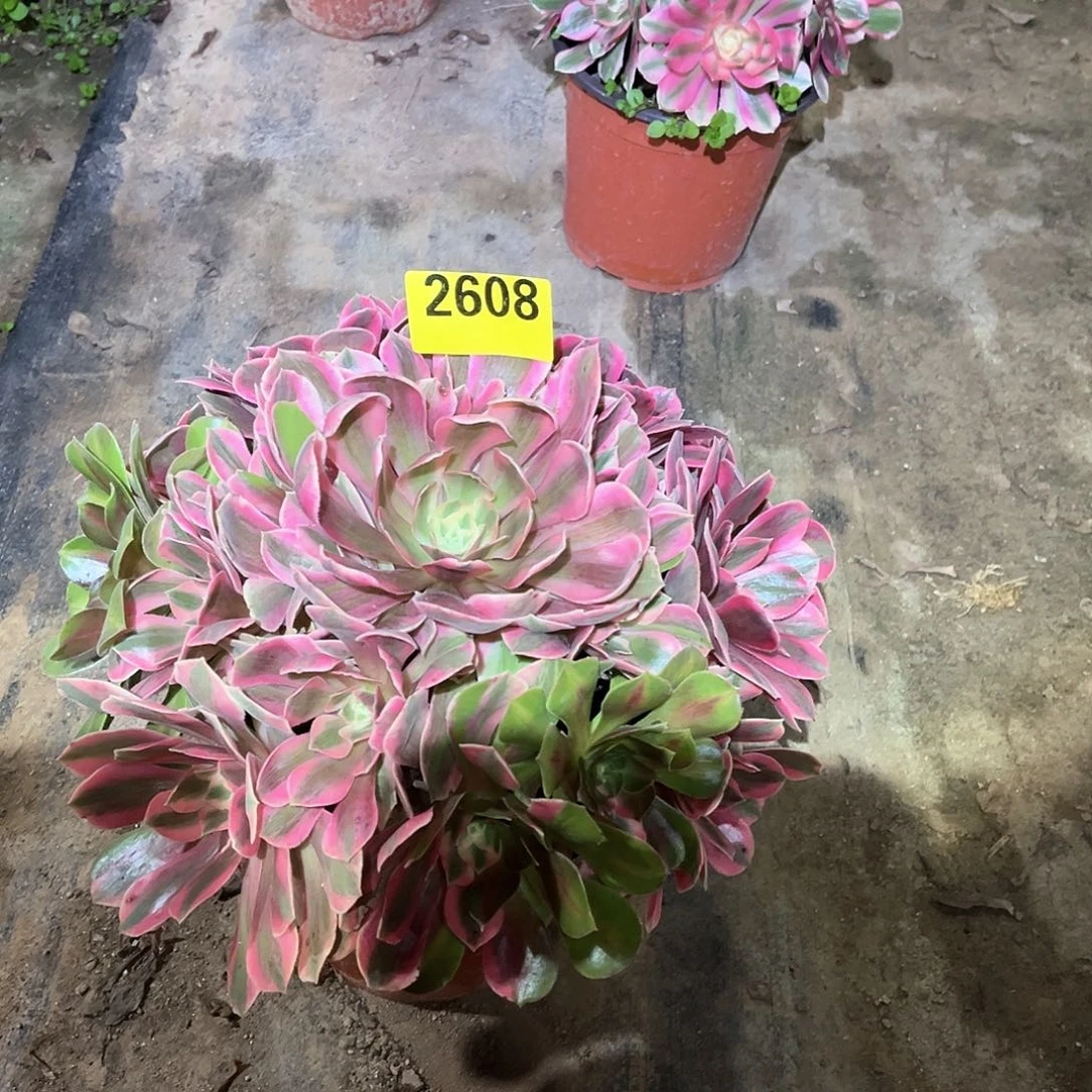 花**美粉女妖多肉植物2608