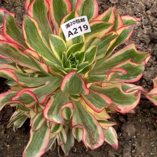 屁**猪魅影219多肉植物