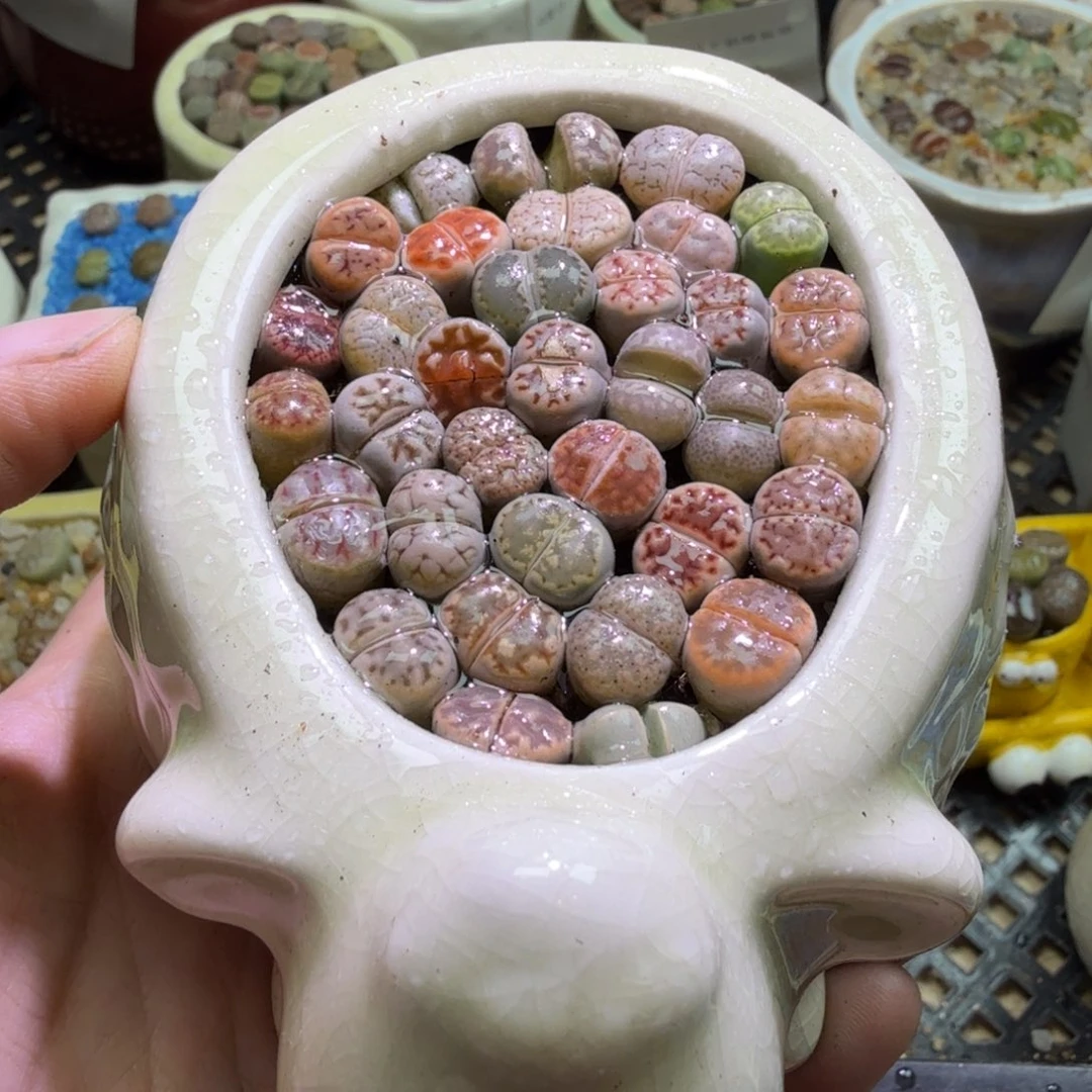 多肉植物开播福利冲冲冲551