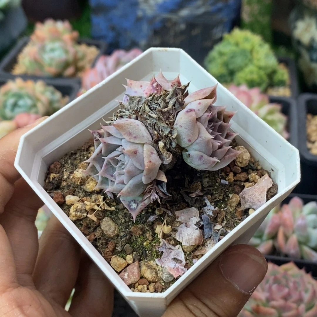 海林娜三头小老桩一物一拍