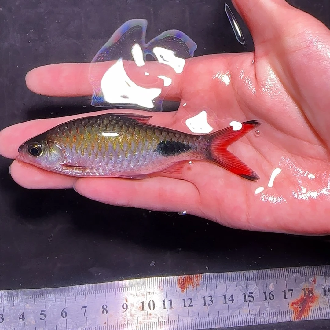 海水鱼彩虹杂25 25 25