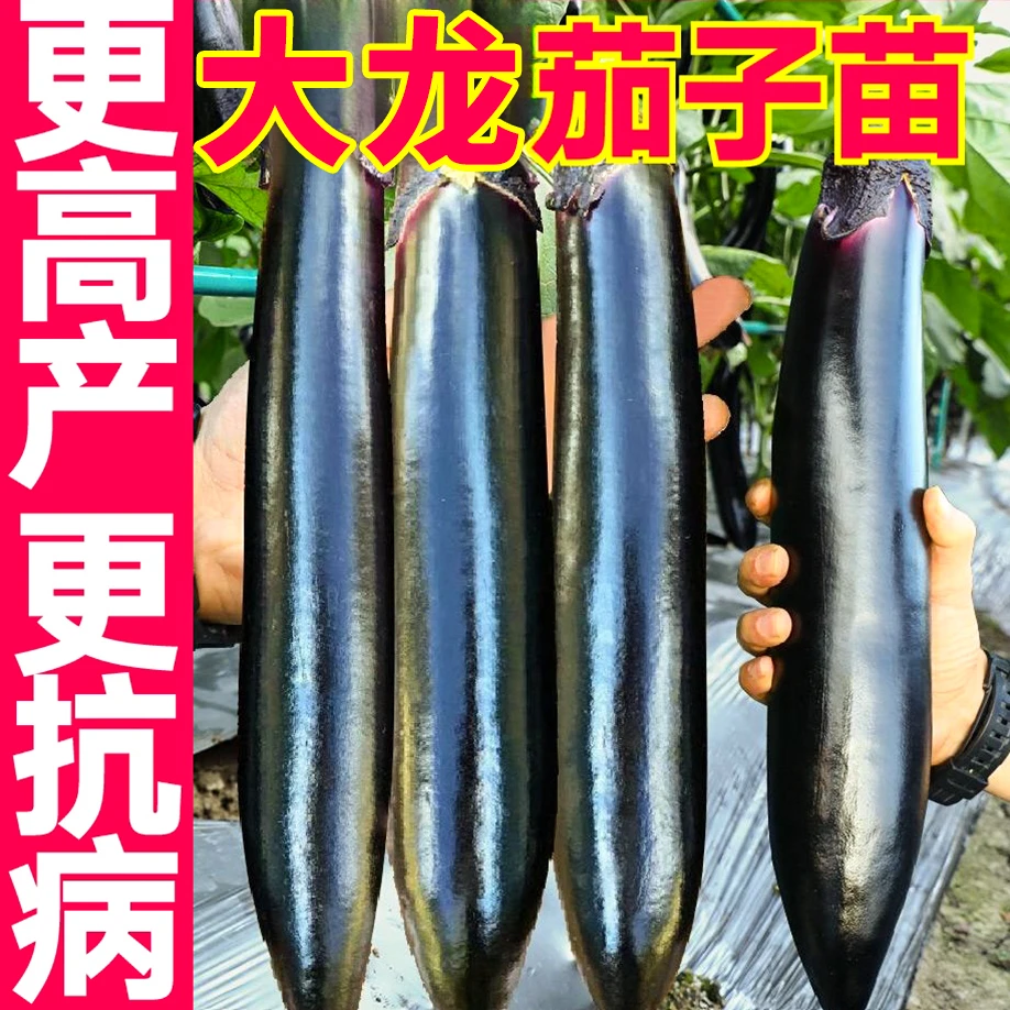 寿光产地直发大龙长茄秧苗根系发达高产抗病庭院种植