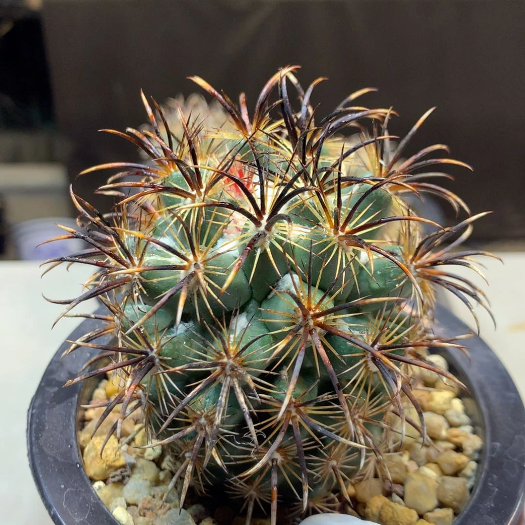 自根 凤舞7.5公分起发