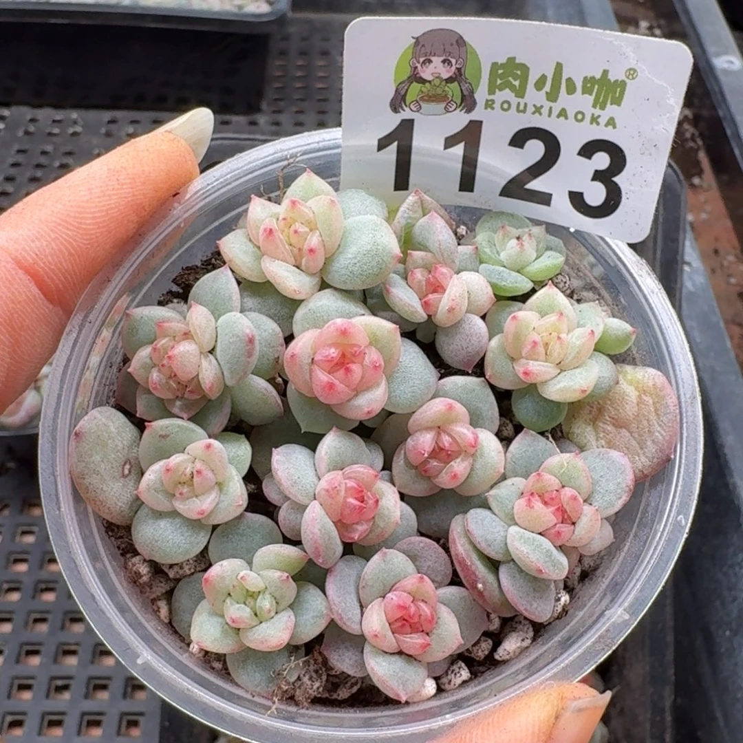 多肉植物多肉植物